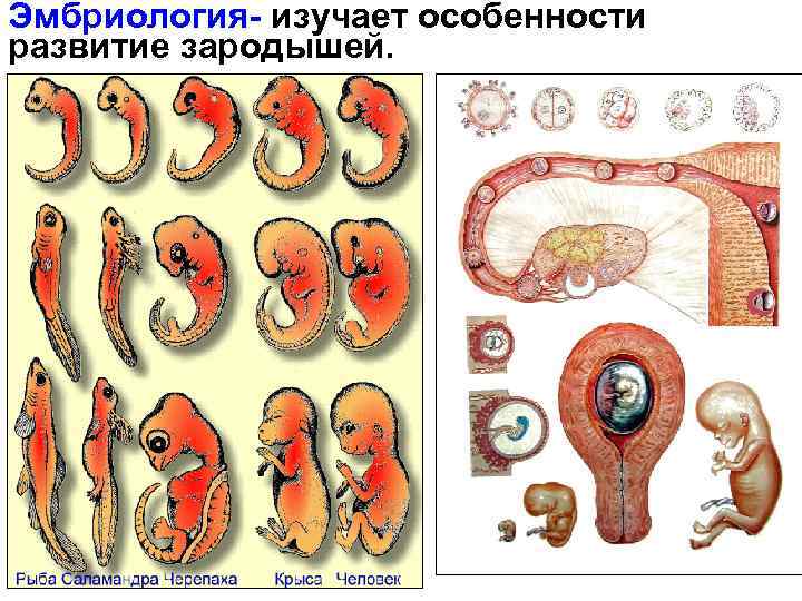 Эмбриология- изучает особенности развитие зародышей. 