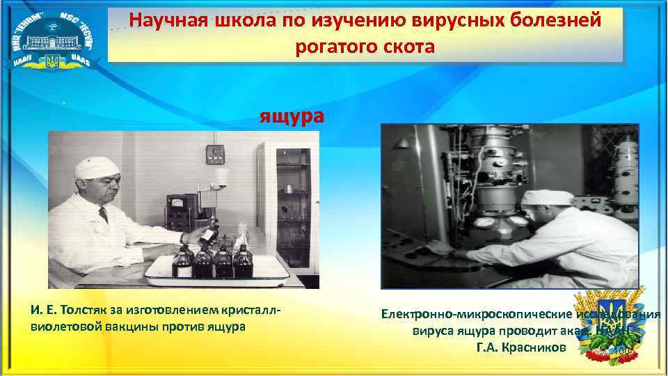 Научная школа по изучению вирусных болезней рогатого скота . ящура И. Е. Толстяк за