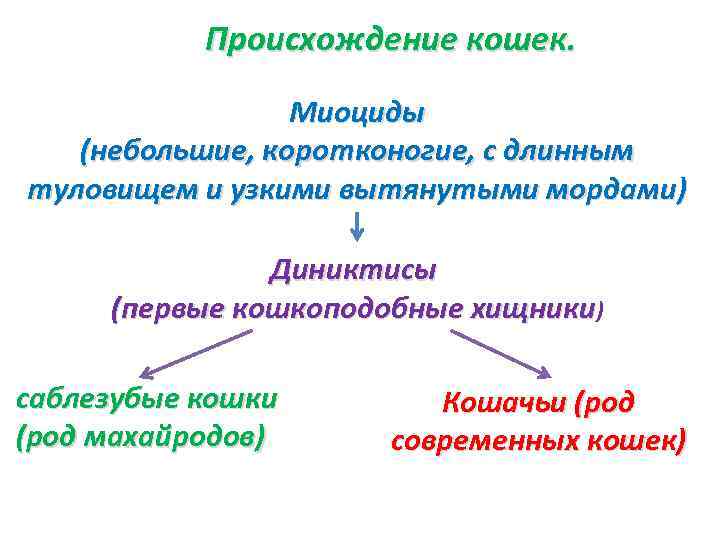 Происхождение кошек. Миоциды (небольшие, коротконогие, с длинным туловищем и узкими вытянутыми мордами) Диниктисы (первые