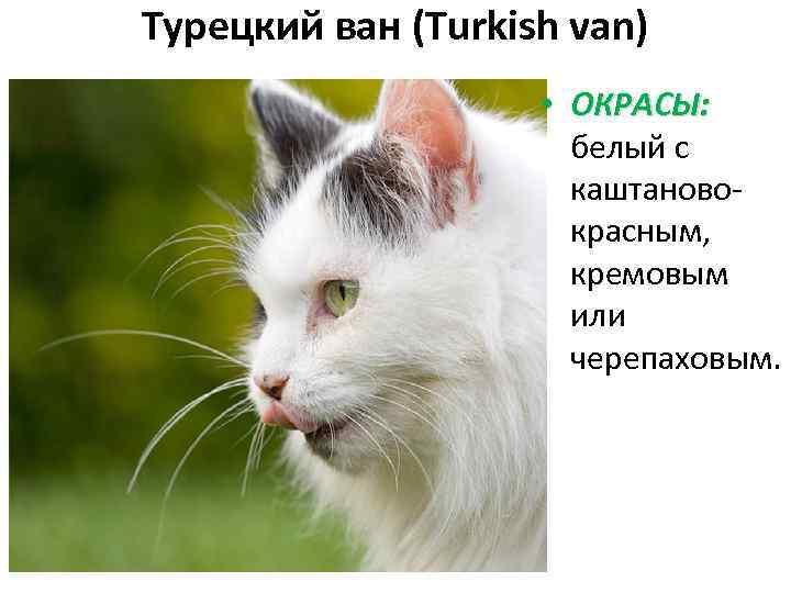 Турецкий ван (Turkish van) • ОКРАСЫ: белый с каштановокрасным, кремовым или черепаховым. 