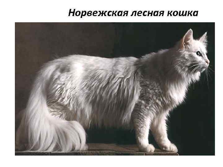 Норвежская лесная кошка 