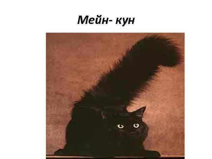 Мейн- кун 