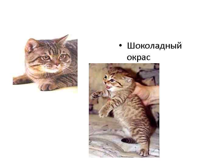  • Шоколадный окрас 