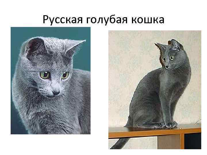 Русская голубая кошка 