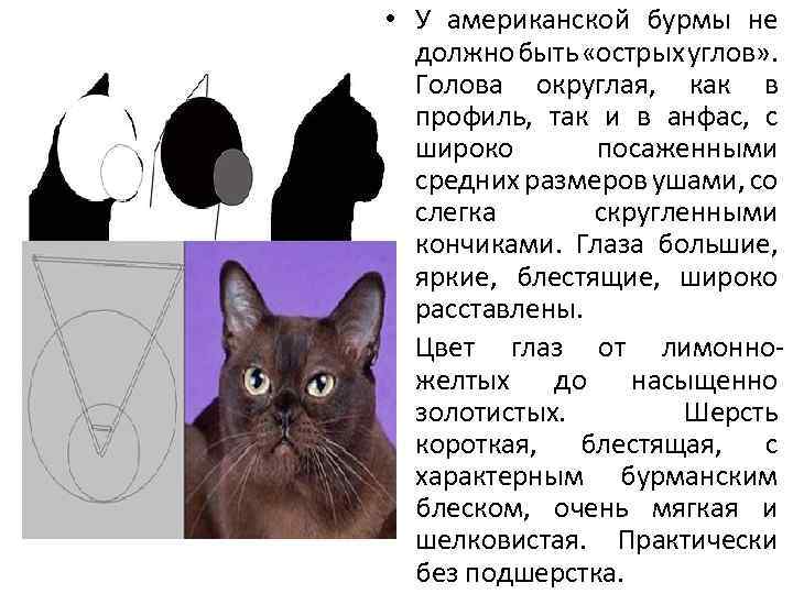  • У американской бурмы не должно быть «острых углов» . Голова округлая, как