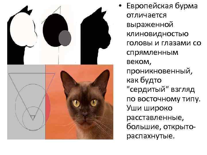  • Европейская бурма отличается выраженной клиновидностью головы и глазами со спрямленным веком, проникновенный,