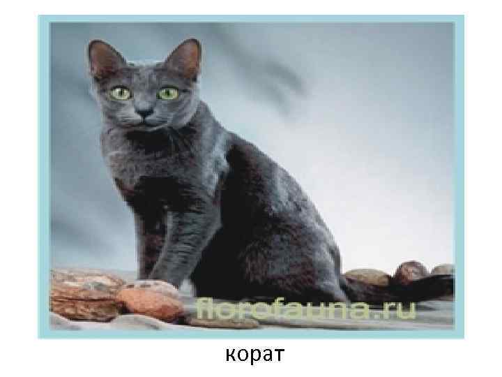 корат 