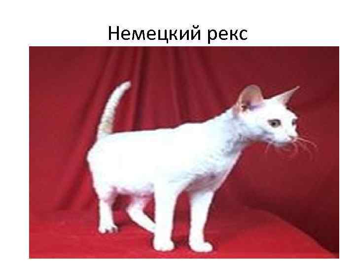 Немецкий рекс 