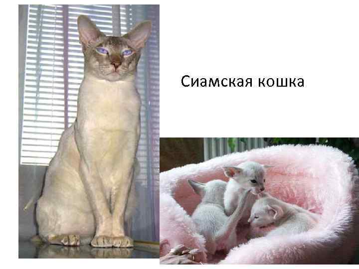  Сиамская кошка 