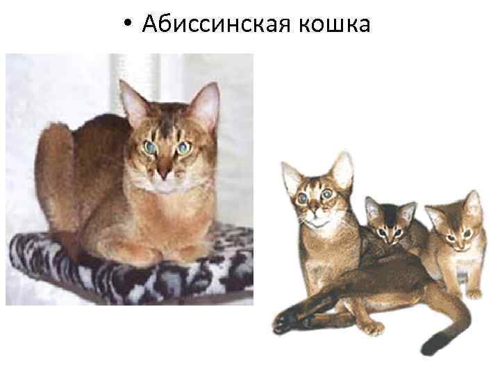  • Абиссинская кошка 