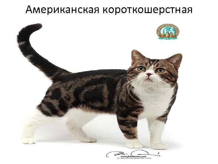 Американская короткошерстная 