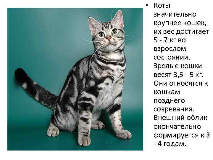  • Коты значительно крупнее кошек, их вес достигает 5 - 7 кг во