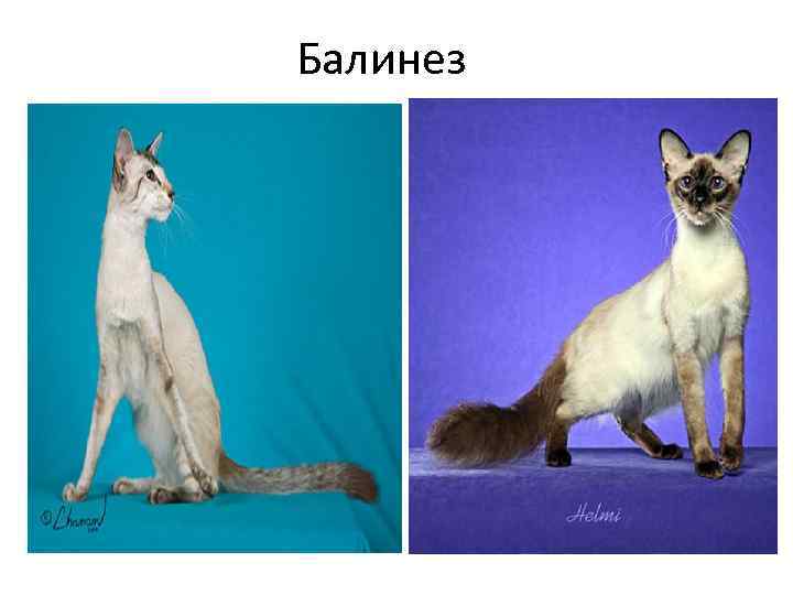 Балинез 