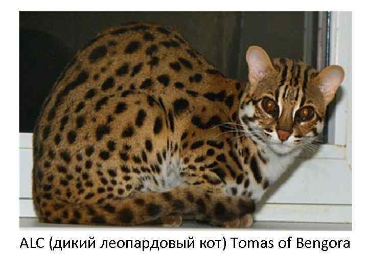 ALC (дикий леопардовый кот) Tomas of Bengora 