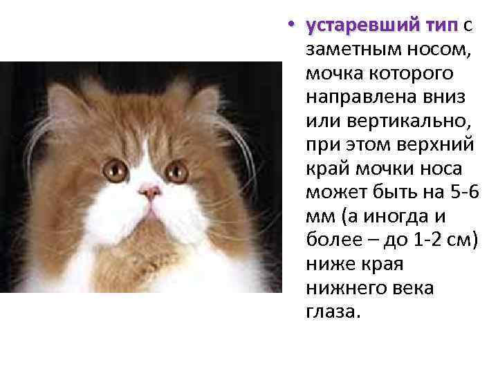  • устаревший тип с заметным носом, мочка которого направлена вниз или вертикально, при