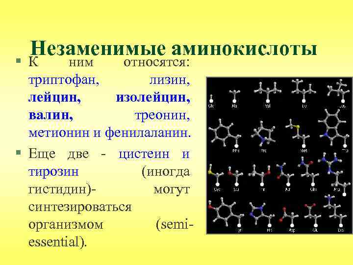 Незаменимые аминокислоты § К ним относятся: триптофан, лизин, лейцин, изолейцин, валин, треонин, метионин и