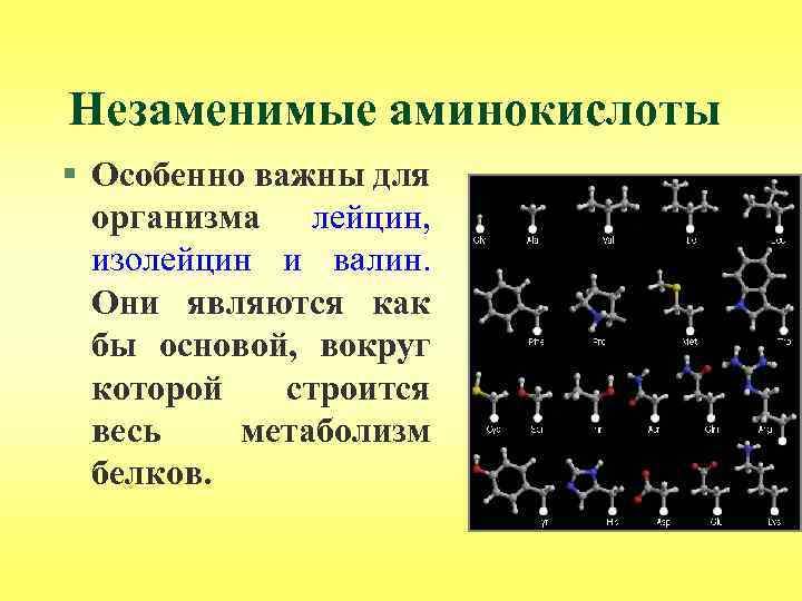 Незаменимые аминокислоты § Особенно важны для организма лейцин, изолейцин и валин. Они являются как