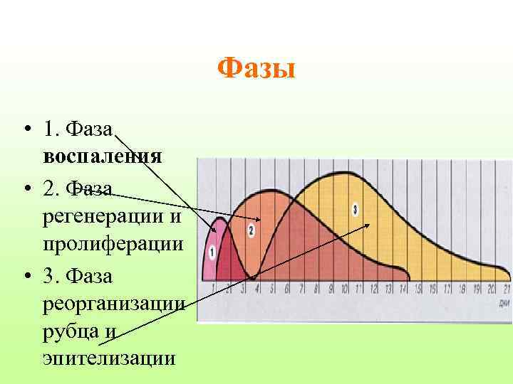 Фазы • 1. Фаза воспаления • 2. Фаза регенерации и пролиферации • 3. Фаза