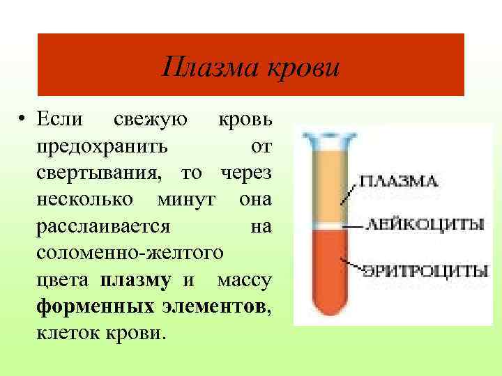 Плазма крови • Если свежую кровь предохранить от свертывания, то через несколько минут она