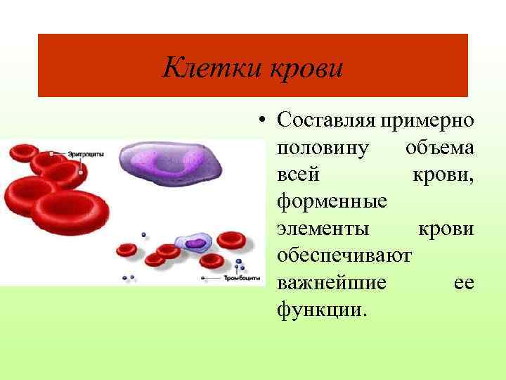 Клетки крови • Составляя примерно половину объема всей крови, форменные элементы крови обеспечивают важнейшие