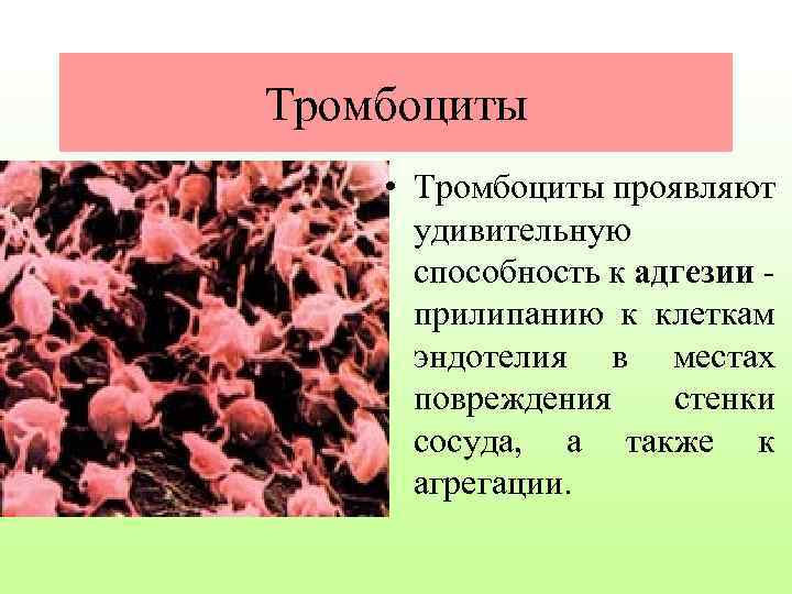 Тромбоциты • Тромбоциты проявляют удивительную способность к адгезии прилипанию к клеткам эндотелия в местах