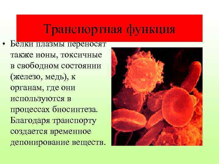 Транспортная функция • Белки плазмы переносят также ионы, токсичные в свободном состоянии (железо, медь),