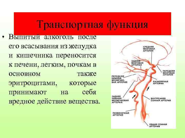 Транспортная функция • Выпитый алкоголь после его всасывания из желудка и кишечника переносится к