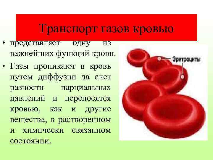 Транспорт газов кровью • представляет одну из важнейших функций крови. • Газы проникают в