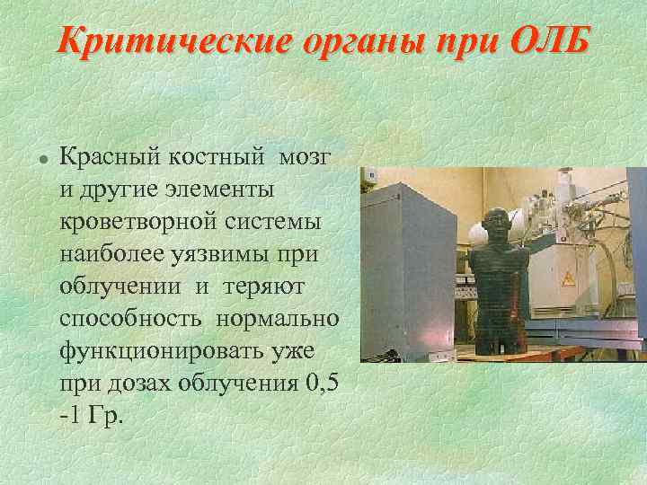 Критические органы при ОЛБ l Красный костный мозг и другие элементы кроветворной системы наиболее