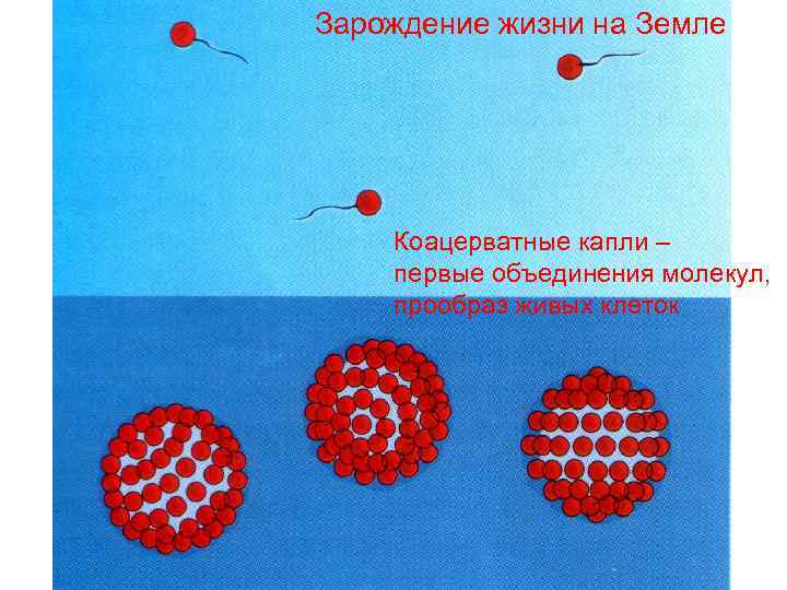 Зарождение жизни на Земле Коацерватные капли – первые объединения молекул, прообраз живых клеток 