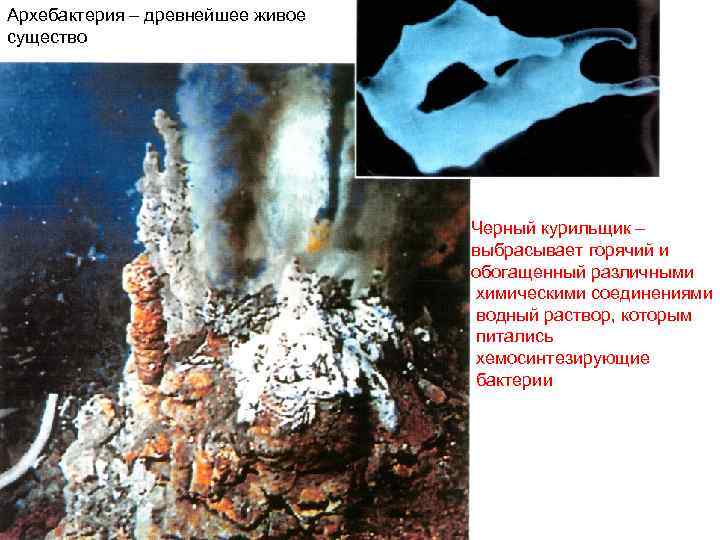 Архебактерия – древнейшее живое существо Черный курильщик – выбрасывает горячий и обогащенный различными химическими