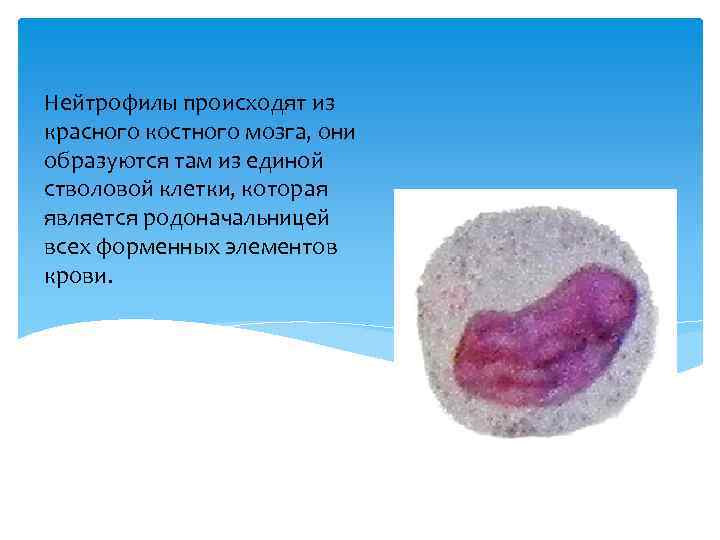 Нейтрофилы происходят из красного костного мозга, они образуются там из единой стволовой клетки, которая