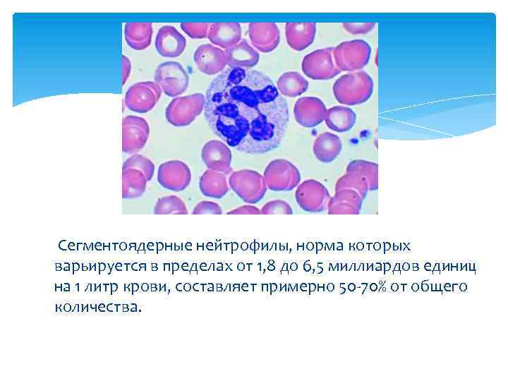  Сегментоядерные нейтрофилы, норма которых варьируется в пределах от 1, 8 до 6, 5