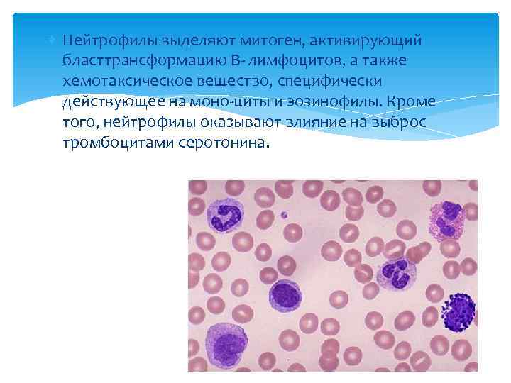  Нейтрофилы выделяют митоген, активирующий бласттрансформацию В- лимфоцитов, а также хемотаксическое вещество, специфически действующее
