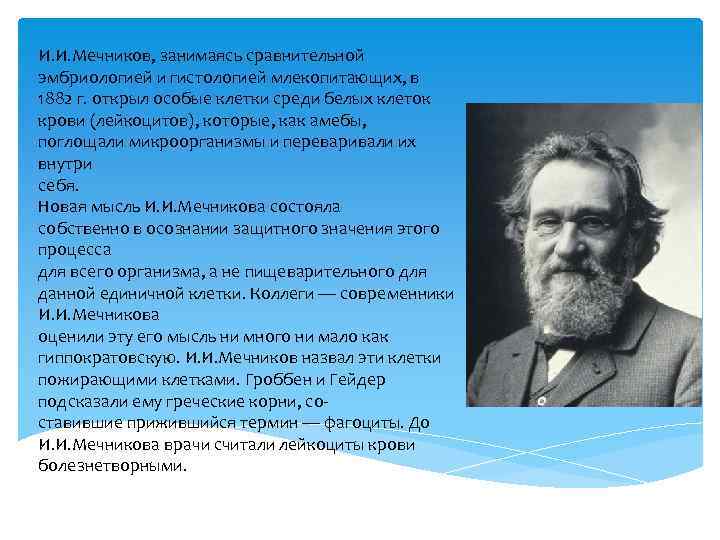 И. И. Мечников, занимаясь сравнительной эмбриологией и гистологией млекопитающих, в 1882 г. открыл особые