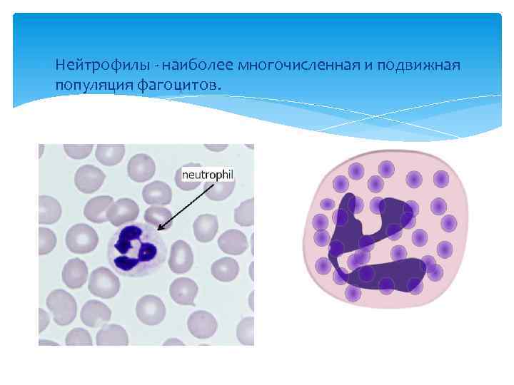  Нейтрофилы - наиболее многочисленная и подвижная популяция фагоцитов. 