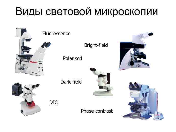 Виды световой микроскопии Fluorescence Bright-field Polarised Dark-field DIC Phase contrast 