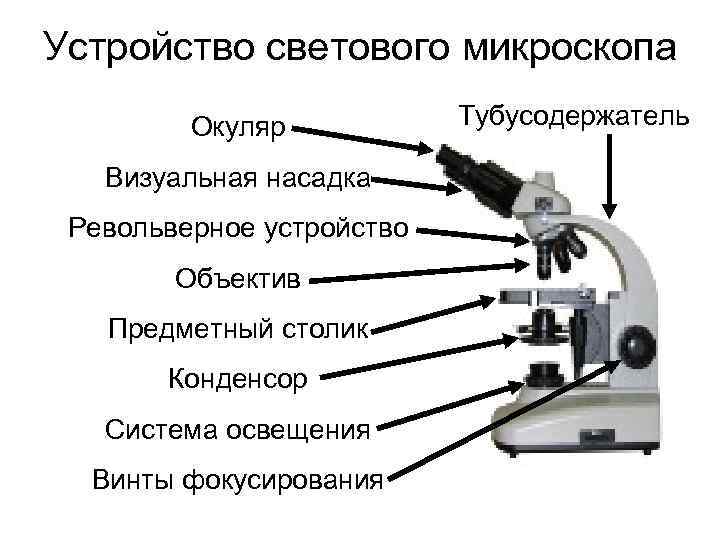 Устройство светового микроскопа Окуляр Визуальная насадка Револьверное устройство Объектив Предметный столик Конденсор Система освещения