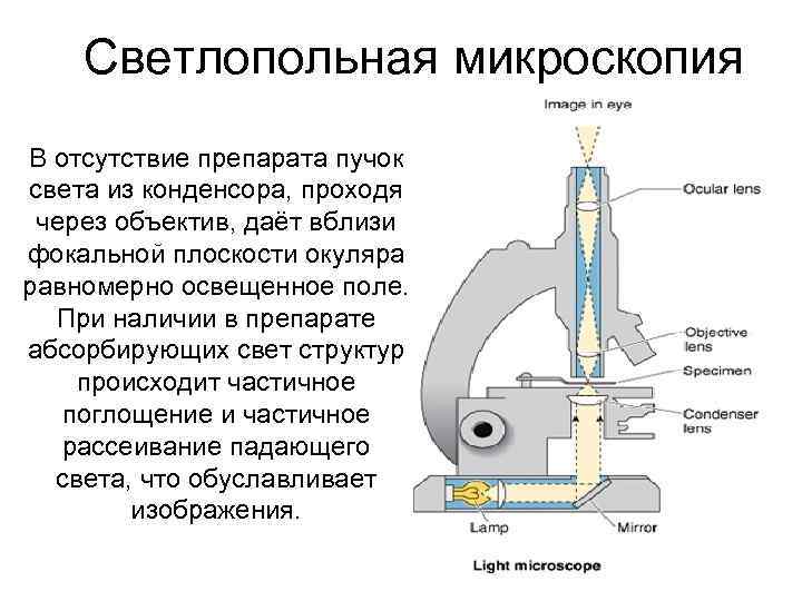 Светлопольная микроскопия В отсутствие препарата пучок света из конденсора, проходя через объектив, даёт вблизи