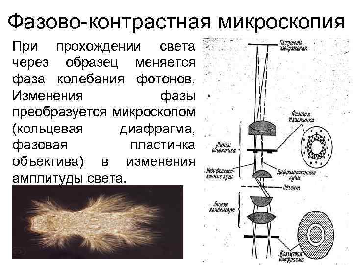 Фазово-контрастная микроскопия При прохождении света через образец меняется фаза колебания фотонов. Изменения фазы преобразуется