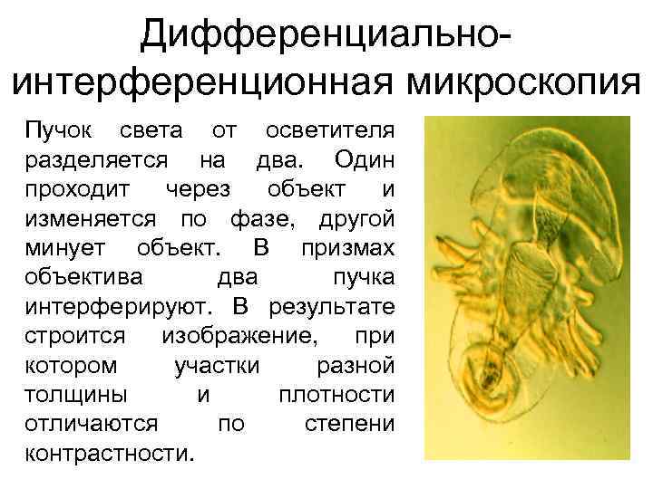 Дифференциальноинтерференционная микроскопия Пучок света от осветителя разделяется на два. Один проходит через объект и