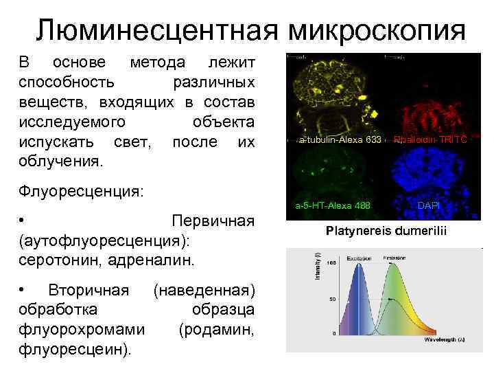 Люминесцентная микроскопия В основе метода лежит способность различных веществ, входящих в состав исследуемого объекта