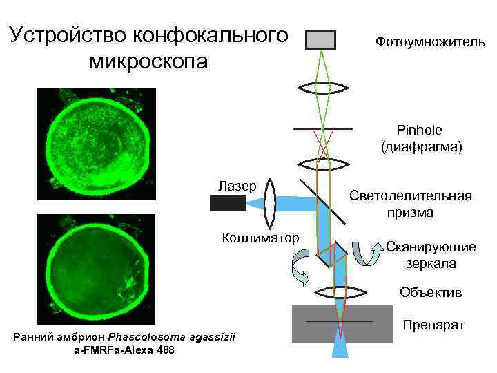 Устройство конфокального микроскопа Фотоумножитель Pinhole (диафрагма) Лазер Коллиматор Светоделительная призма Сканирующие зеркала Объектив Ранний