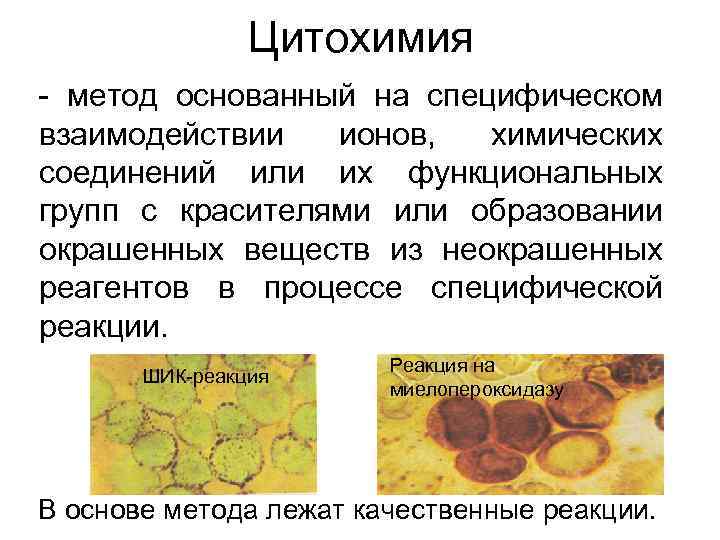 Цитохимия - метод основанный на специфическом взаимодействии ионов, химических соединений или их функциональных групп