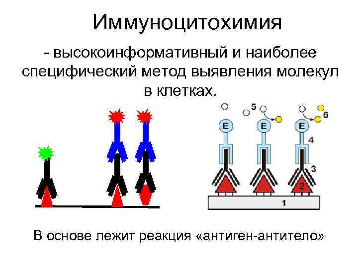 Иммуноцитохимия - высокоинформативный и наиболее специфический метод выявления молекул в клетках. В основе лежит