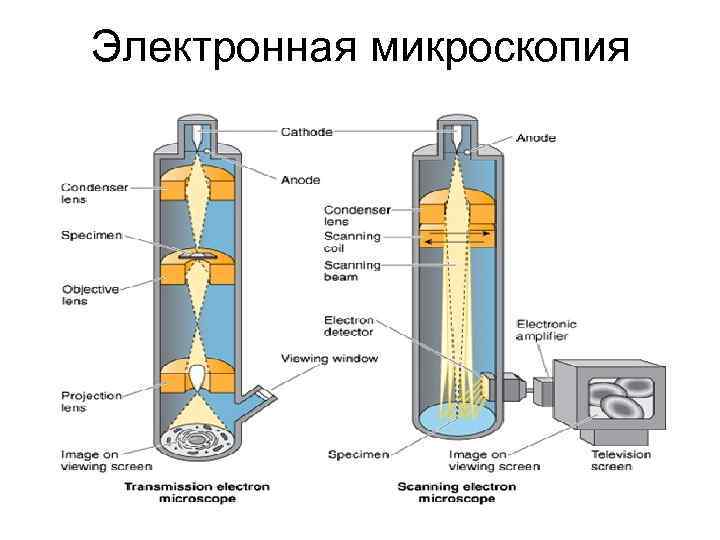 Электронная микроскопия 