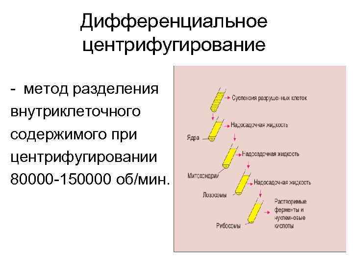 Дифференциальное центрифугирование - метод разделения внутриклеточного содержимого при центрифугировании 80000 -150000 об/мин. 