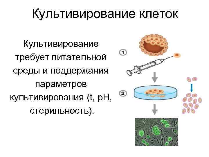 Культивирование клеток Культивирование требует питательной среды и поддержания параметров культивирования (t, р. Н, стерильность).