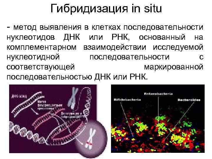 Гибридизация in situ - метод выявления в клетках последовательности нуклеотидов ДНК или РНК, основанный