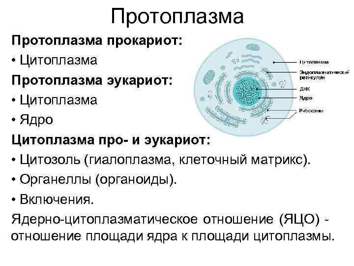 Цитоплазма эукариот функции